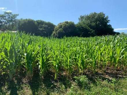 El gobierno vuelve a subir las retenciones y hay malestar en el campo